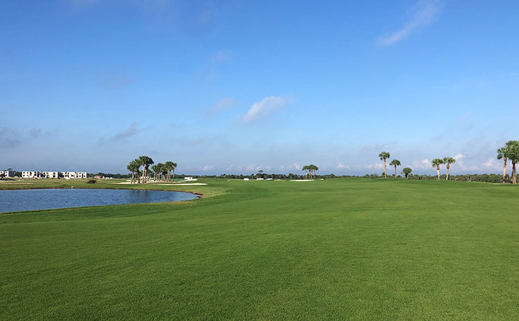 view of the fairway with creek to the left and palm trees in the distance